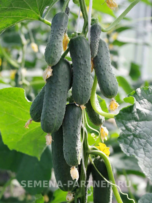Огурец партенокарпический Фулл Хаус - Партнер фото 4