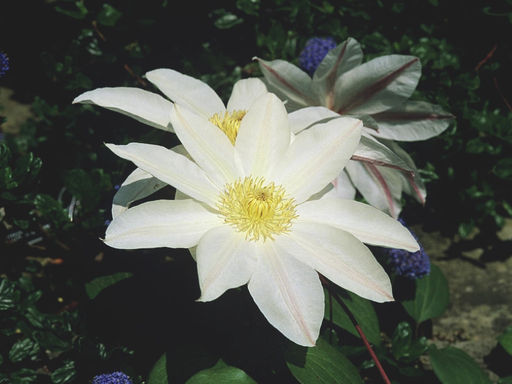 Клематис Вадас Примроуз - Долина роз фото 2