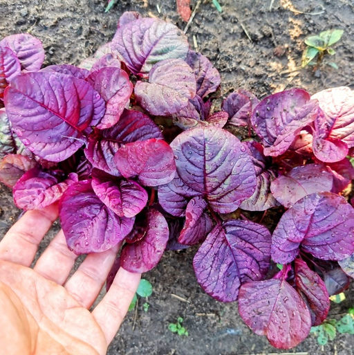 Инь Тсаи - ??? Китайский Спаржевый Амарант