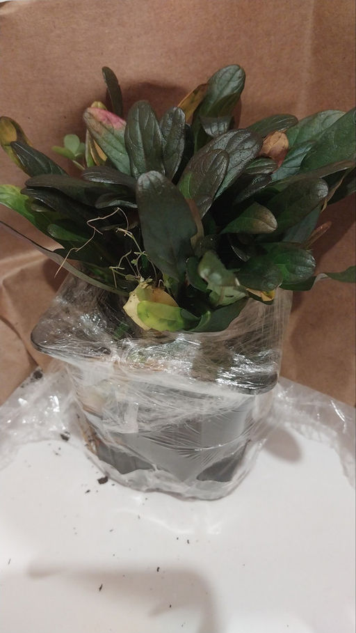 Живучка ползучая Чоклейт Чипс