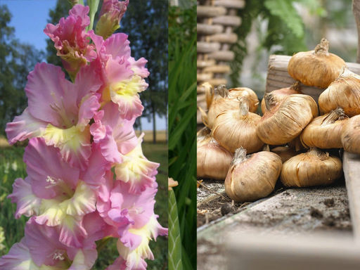 Гладиолус Vladivostok (Владивосток) 5 шт - Долина роз фото 4