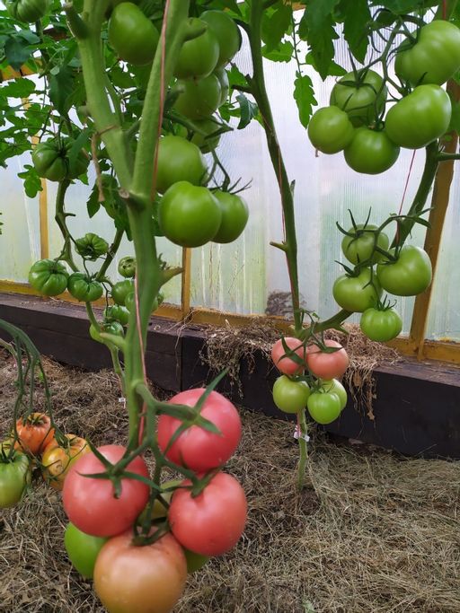 Томат ГЕРМАН F1 - Уральский дачник фото 2