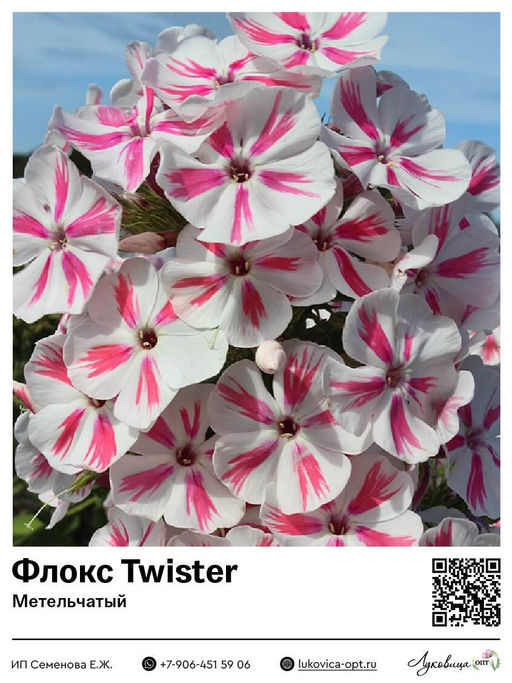 Флокс Twister (Метельчатый)