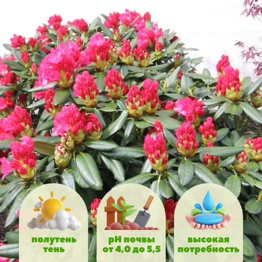 Рододендрон Фантастика