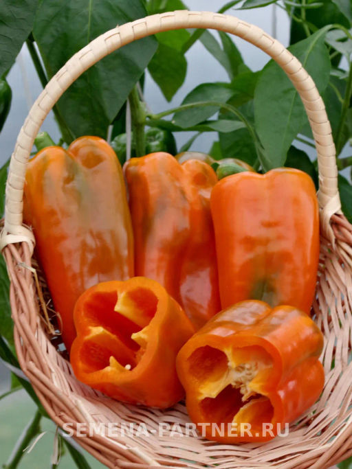 Перец сладкий Флагман - Партнер фото 8