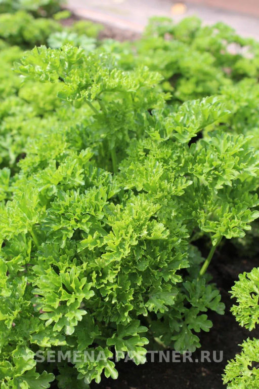 Петрушка кудрявая Астра - Партнер фото 3