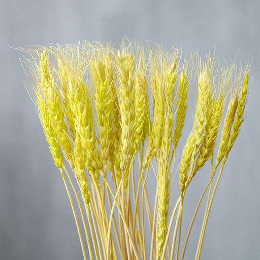 Сухой колос пшеницы, набор 50 шт., цвет жёлтый - Simaland фото 2