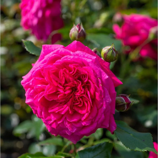 Роза Лагуна