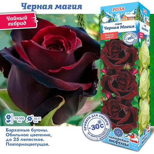 Роза Черная Магия (Чайно-гибридная) 1шт