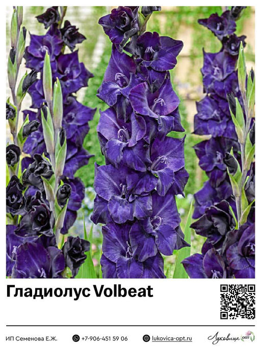 Гладиолус Volbeat