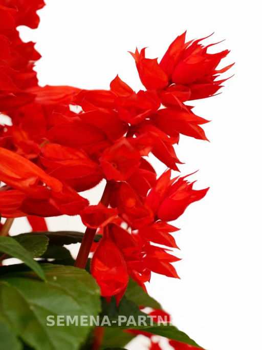 Сальвия сверкающая Фиоретти Брайт Ред - Партнер фото 2