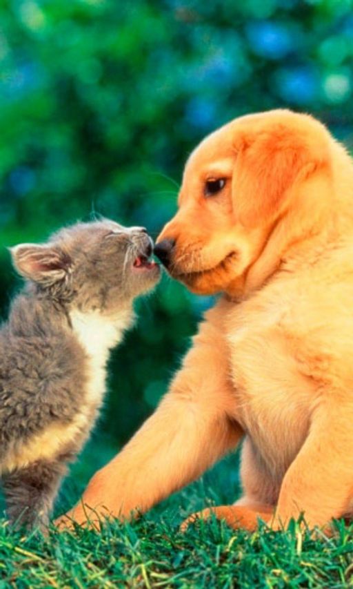 Трава ДЛЯ КОШЕК И СОБАК