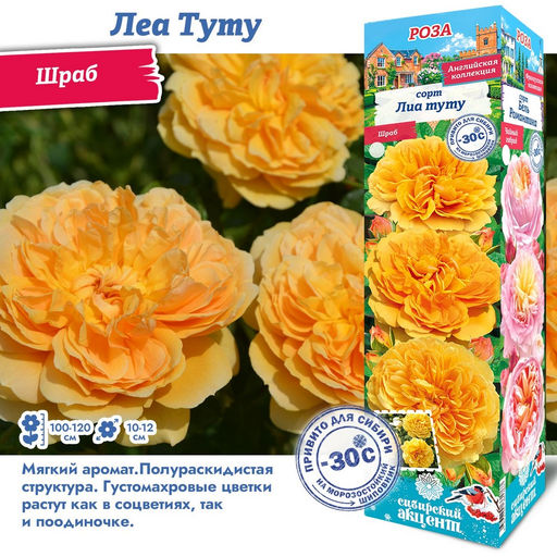 Роза Леа Туту (Шраб) 1шт