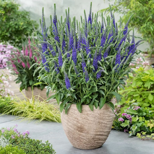 Вероника колосковая Анниверсари Блю