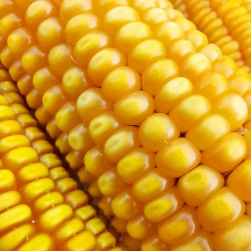Кукуруза Северная Ранняя Пташка - Early Riser Corn - Дом помидоров фото 4