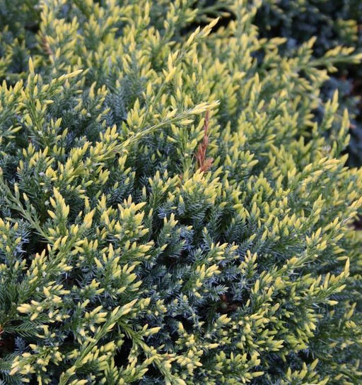 Можжевельник чешуйчатый Holger (Холгер) - Голландские луковицы фото 3