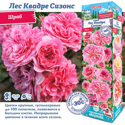 Роза Лес Квадре Сизонс (Шраб) 1шт