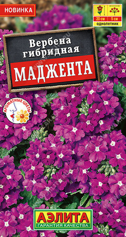 1313A Вербена Маджента 10шт