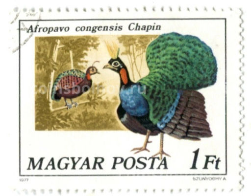 Марка Африканский Конголезский павлин 1977 год Венгрия