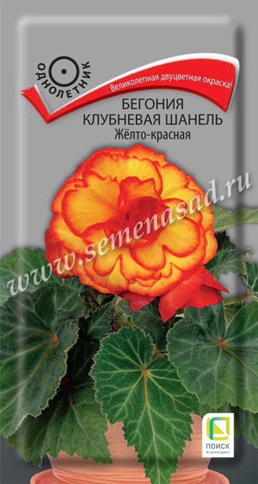 Бегония клубневая Шанель Желто-красная (ЦВ) ("1) 5шт