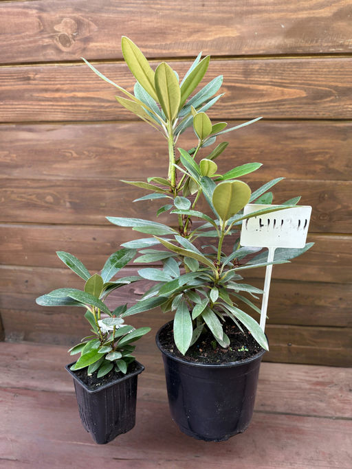 Рододендрон Sneezy (Снизи) - Долина роз фото 8