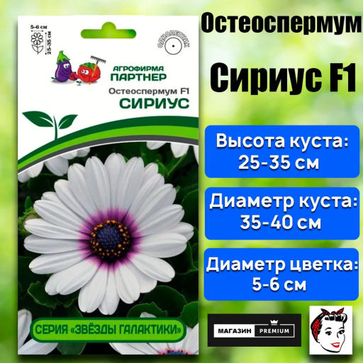 Остеоспермум Эклона Звезды Галактики Сириус - Партнер фото 2