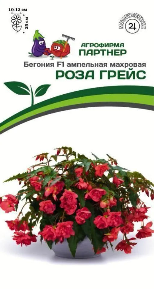 Бегония клубневидная ампельная махровая Роза Грейс
