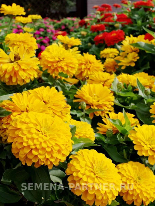 Цинния георгиновидная Сочные тропики Желтая Субмарина - Партнер фото 2