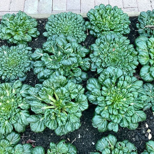 Шпинатная Китайская Капуста Ву Та Цай - ???- Spinach Chinese Cabbage Wu Ta Cai