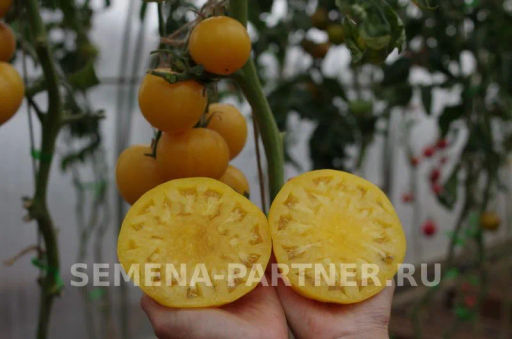 Томат Крем Торт - Партнер фото 7