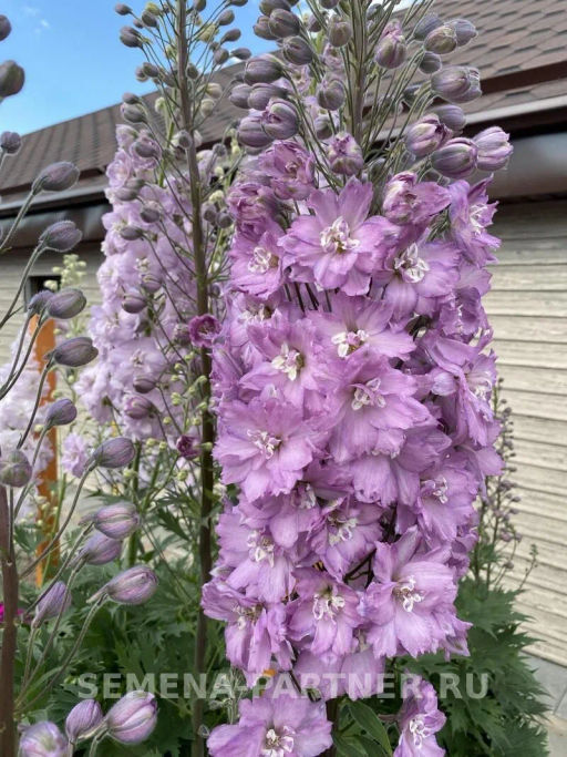 Дельфиниум Свитхартс - Партнер фото 5