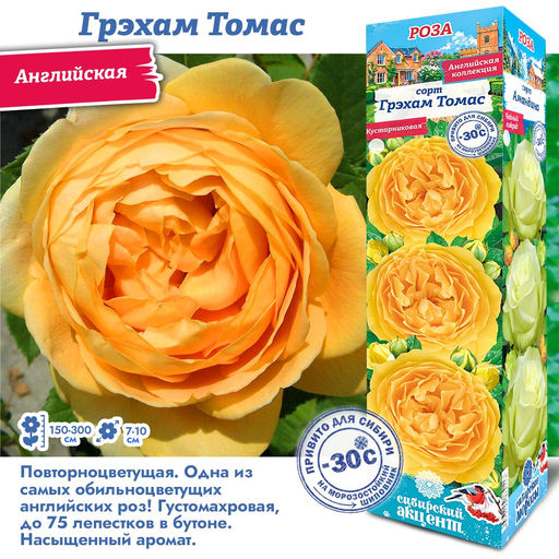 Роза Грэхам Томас (Английская) 1шт