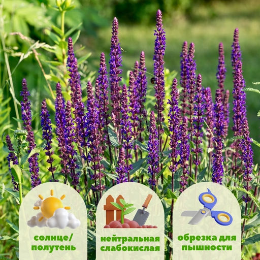 Шалфей дубравный Карадонна - Долина роз фото 2