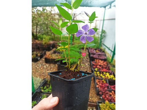 Барвинок большой синий - Долина роз фото 3