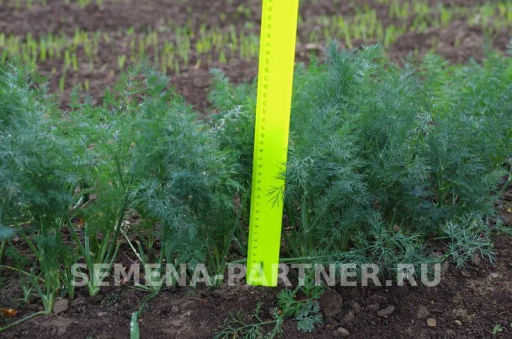 Укроп Ханак - Партнер фото 5