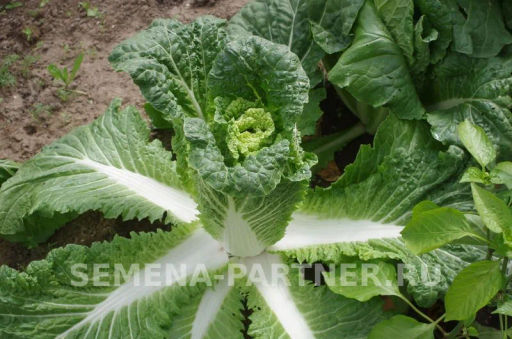 Капуста пекинская Гидра - Партнер фото 4