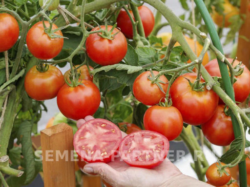 Томат Красная Стрела+ - Партнер фото 4
