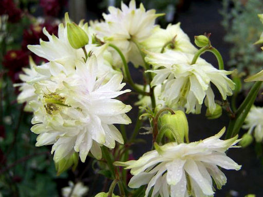 Аквилегия Вайт Барлоу - Долина роз фото 2