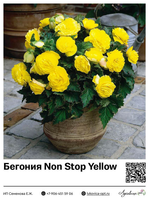 Бегония Non Stop Yellow