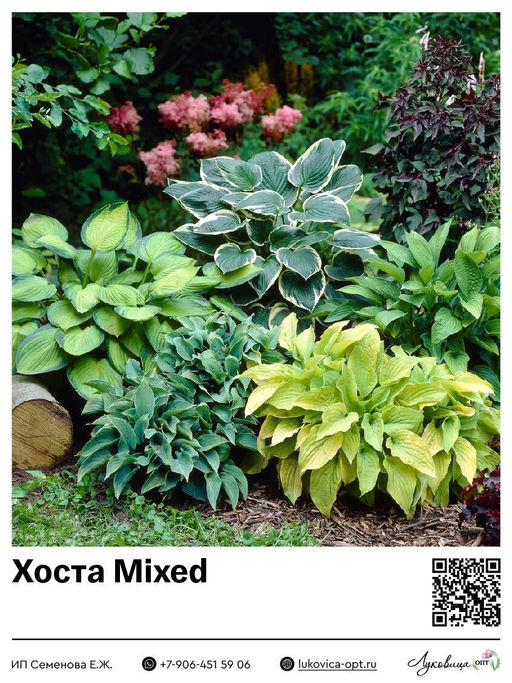 Хоста Mixed