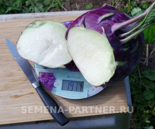 Капуста кольраби Виолета - Партнер фото 3