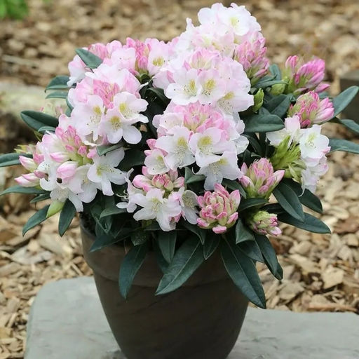 Рододендрон Бриджит