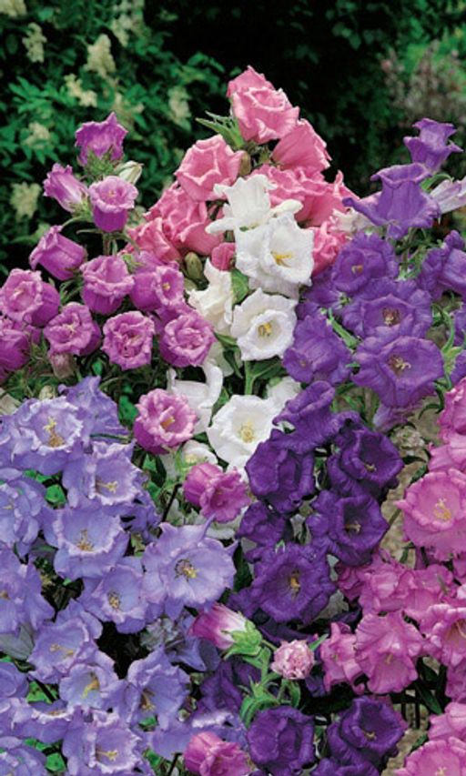 Колокольчик СМЕСЬ ЛИДЕРОВ