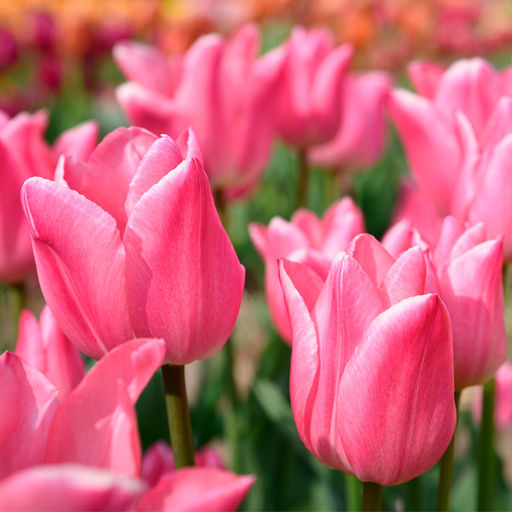 Тюльпан Christmas Dream (Простой ранний) - Голландские луковицы фото 2