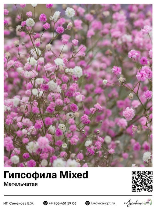Гипсофила Качим Mixed (Метельчатая)