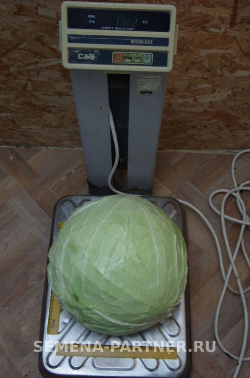 Капуста белокочанная позднеспелая Мегатон - Партнер фото 4