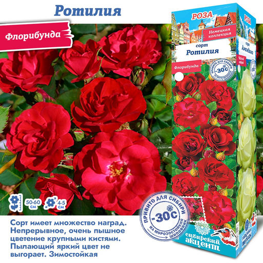 Роза Ротилия (Флорибунда) 1шт