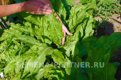 Щавель Широколистный - Партнер фото 3