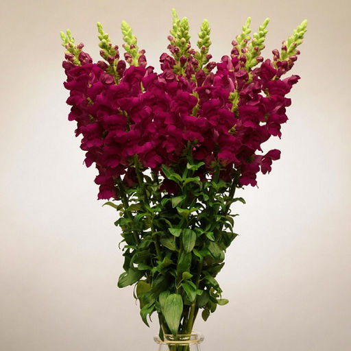 5209D Антирринум (Львиный зев) Кул Кримсон 10шт