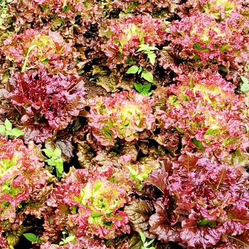 Салат Жар Птица